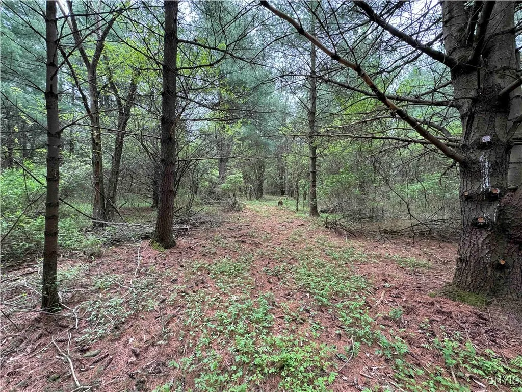 9682 Silsbee Road, Wayne, New York 14840, Wayne, New York 14840, 2 Bedrooms Bedrooms, ,1 BathroomBathrooms,Land,Closed,9682 Silsbee Road, Wayne, New York 14840,0,S1608716