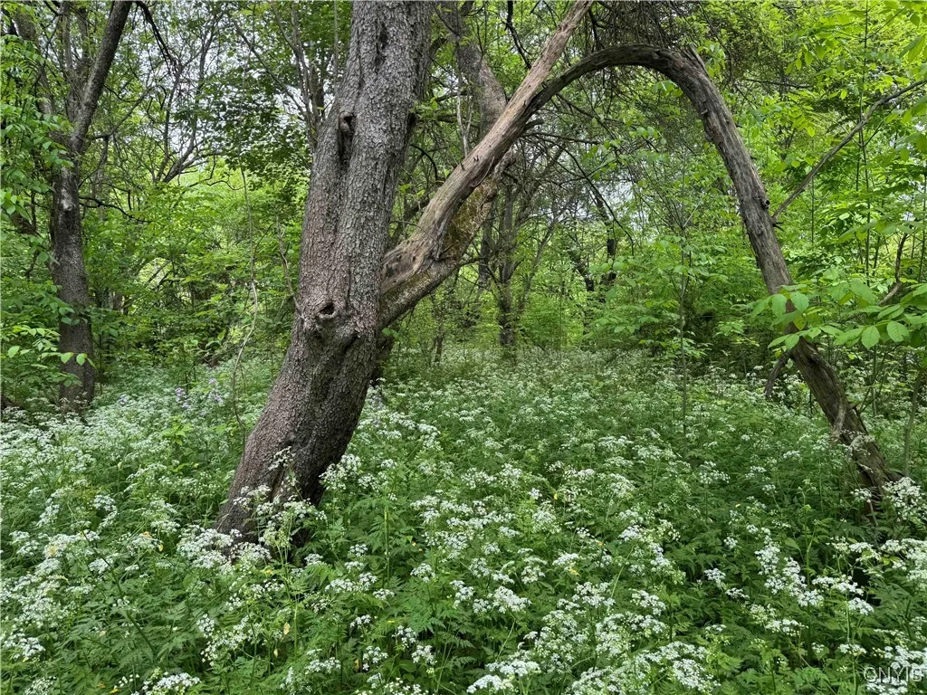 3240 Route 430, Ellery, New York 14712, Ellery, New York 14712, ,Land,Closed,3240 Route 430, Ellery, New York 14712,0,S1610466