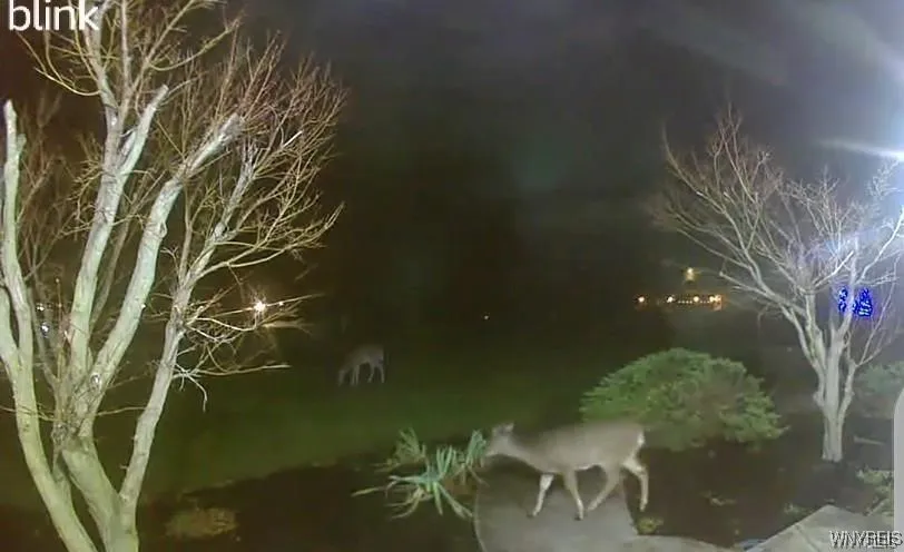 60 Gaylord Court, Elma, New York 14059, Elma, New York 14059, 5 Bedrooms Bedrooms, 14 Rooms Rooms,3 BathroomsBathrooms,Residential,Closed,60 Gaylord Court, Elma, New York 14059,0,B1610627