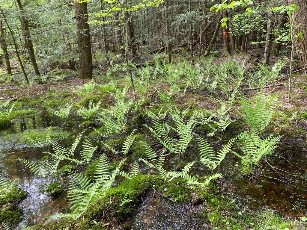 Ferns & Moss
