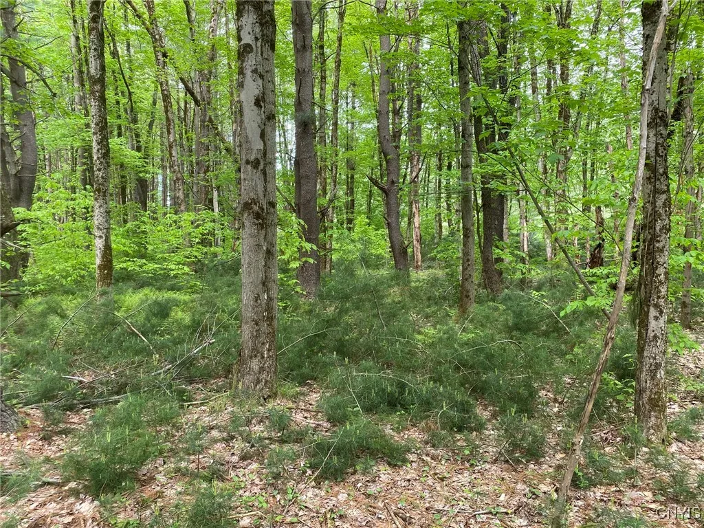 White Pine Regeneration