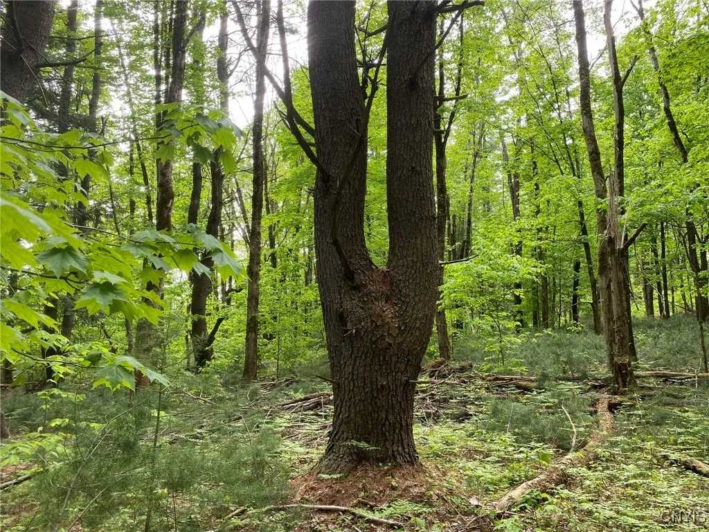 Two-for-One Pine