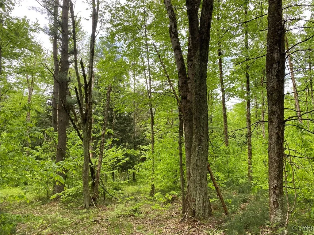 Red Maple & Pine