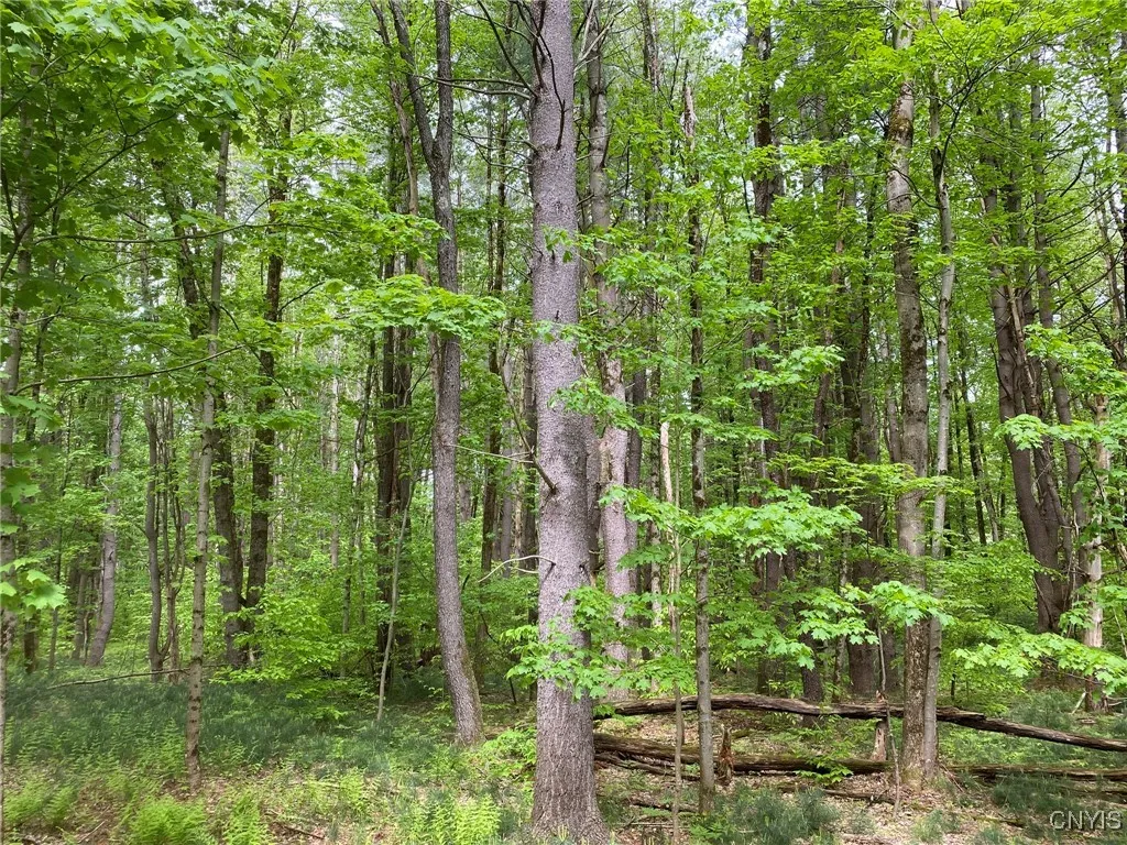 Desirable White Pine Sawtimber