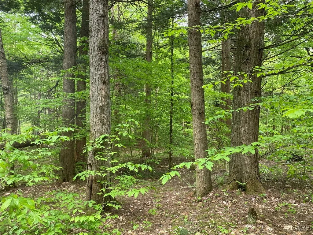 Hemlock Timber