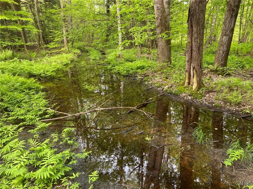 Skid Trail thru Wet Woods

