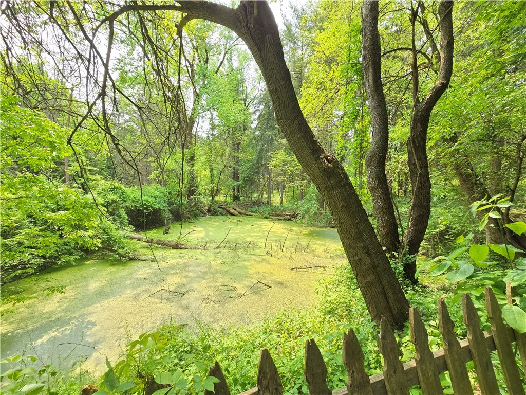 Pond