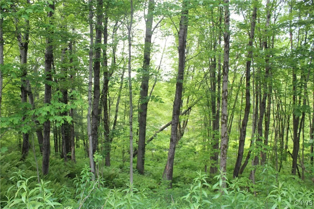 Westdale Road 16, Florence, New York 13316, Florence, New York 13316, ,Land,For Sale,Westdale Road 16, Florence, New York 13316,0,S1611517