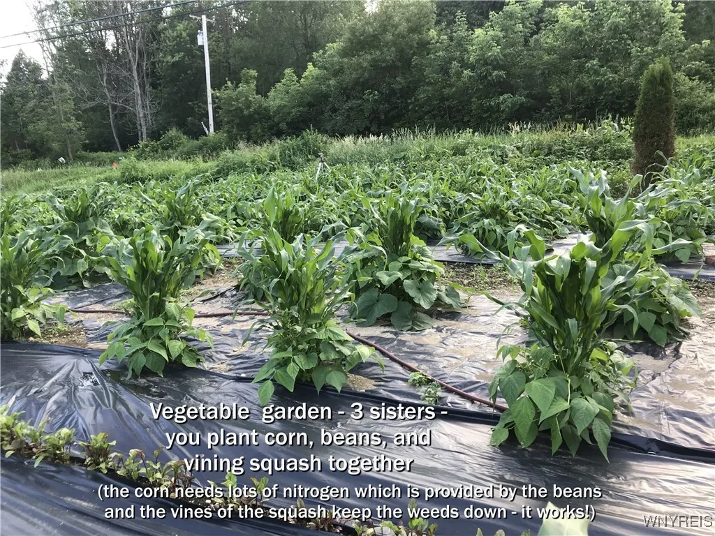 5877 Route 362, Wethersfield, New York 14024, Wethersfield, New York 14024, 5 Bedrooms Bedrooms, 11 Rooms Rooms,2 BathroomsBathrooms,Residential,Closed,5877 Route 362, Wethersfield, New York 14024,0,B1612935 5877 Route 362, Wethersfield, New York 14024, Wethersfield, New York 14024, 5 Bedrooms Bedrooms, 11 Rooms Rooms,2 BathroomsBathrooms,Residential,Closed,5877 Route 362, Wethersfield, New York 14024,0,B1612935