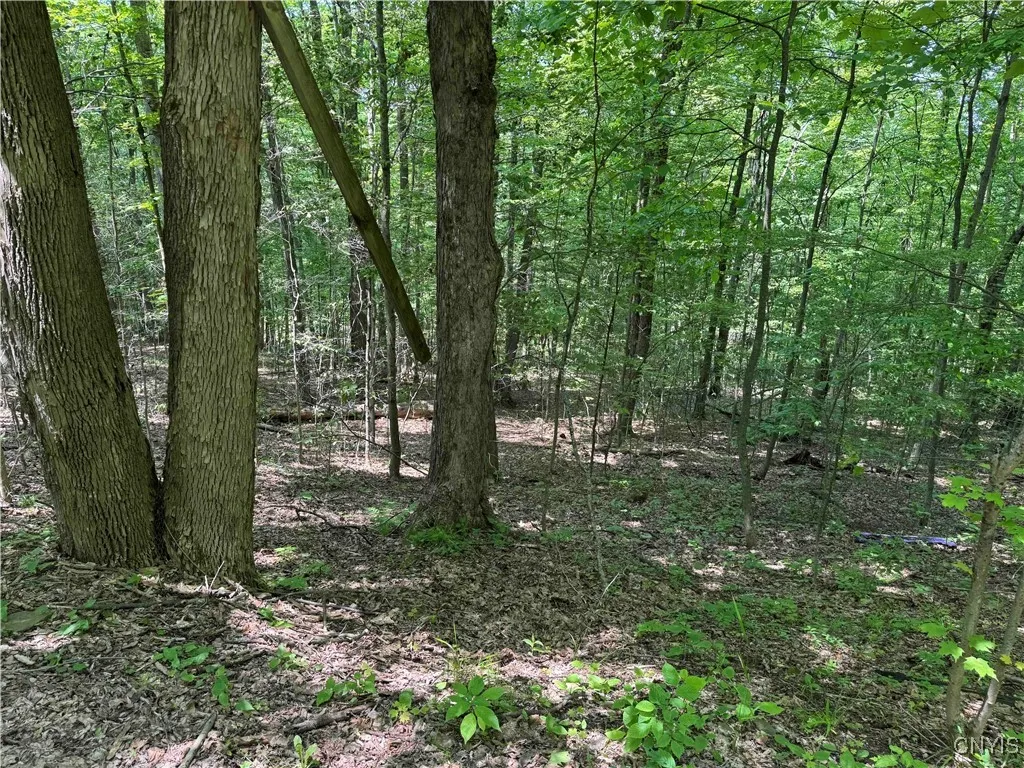 Regan Road, Hinsdale, New York 14727, Hinsdale, New York 14727, ,Land,Closed,Regan Road, Hinsdale, New York 14727,0,S1614536