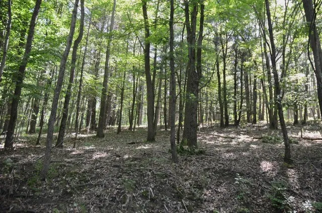 Breesport Road, Erin, New York 14838, Erin, New York 14838, ,Land,For Sale,Breesport Road, Erin, New York 14838,R1616924