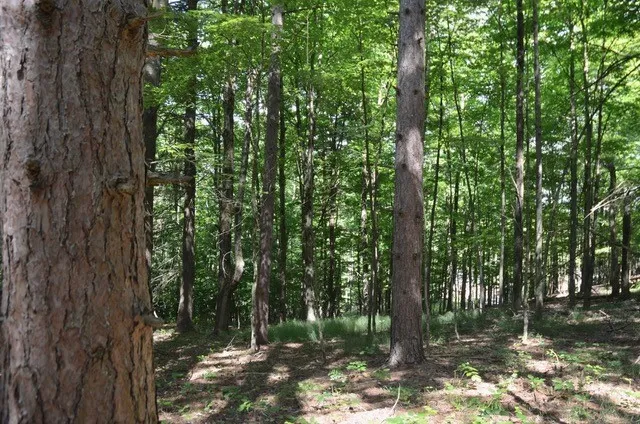 Breesport Road, Erin, New York 14838, Erin, New York 14838, ,Land,For Sale,Breesport Road, Erin, New York 14838,R1616924