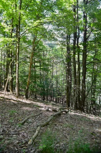 Breesport Road, Erin, New York 14838, Erin, New York 14838, ,Land,For Sale,Breesport Road, Erin, New York 14838,R1616924