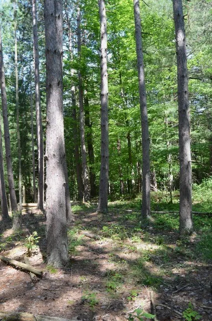Breesport Road, Erin, New York 14838, Erin, New York 14838, ,Land,For Sale,Breesport Road, Erin, New York 14838,R1616924