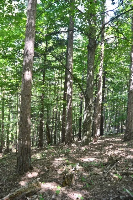 Breesport Road, Erin, New York 14838, Erin, New York 14838, ,Land,For Sale,Breesport Road, Erin, New York 14838,R1616924