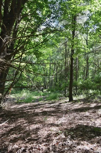 Breesport Road, Erin, New York 14838, Erin, New York 14838, ,Land,For Sale,Breesport Road, Erin, New York 14838,R1616924