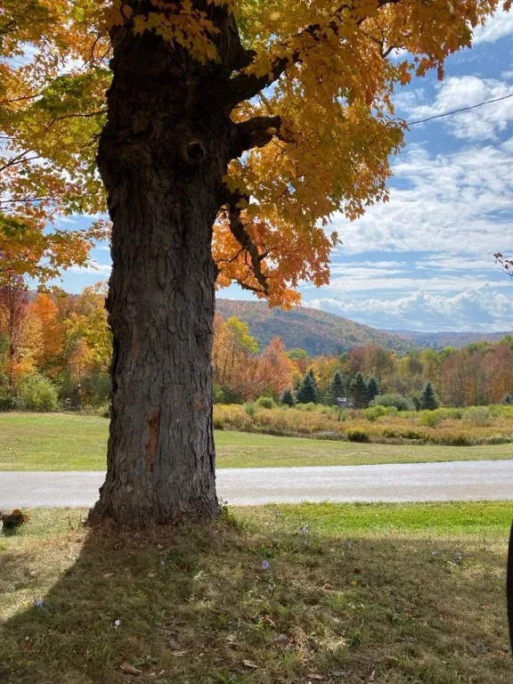 6303 Palmiter Road, Alfred, New York 14803, Alfred, New York 14803, 6 Bedrooms Bedrooms, 9 Rooms Rooms,3 BathroomsBathrooms,Residential,Closed,6303 Palmiter Road, Alfred, New York 14803,0,R1615154