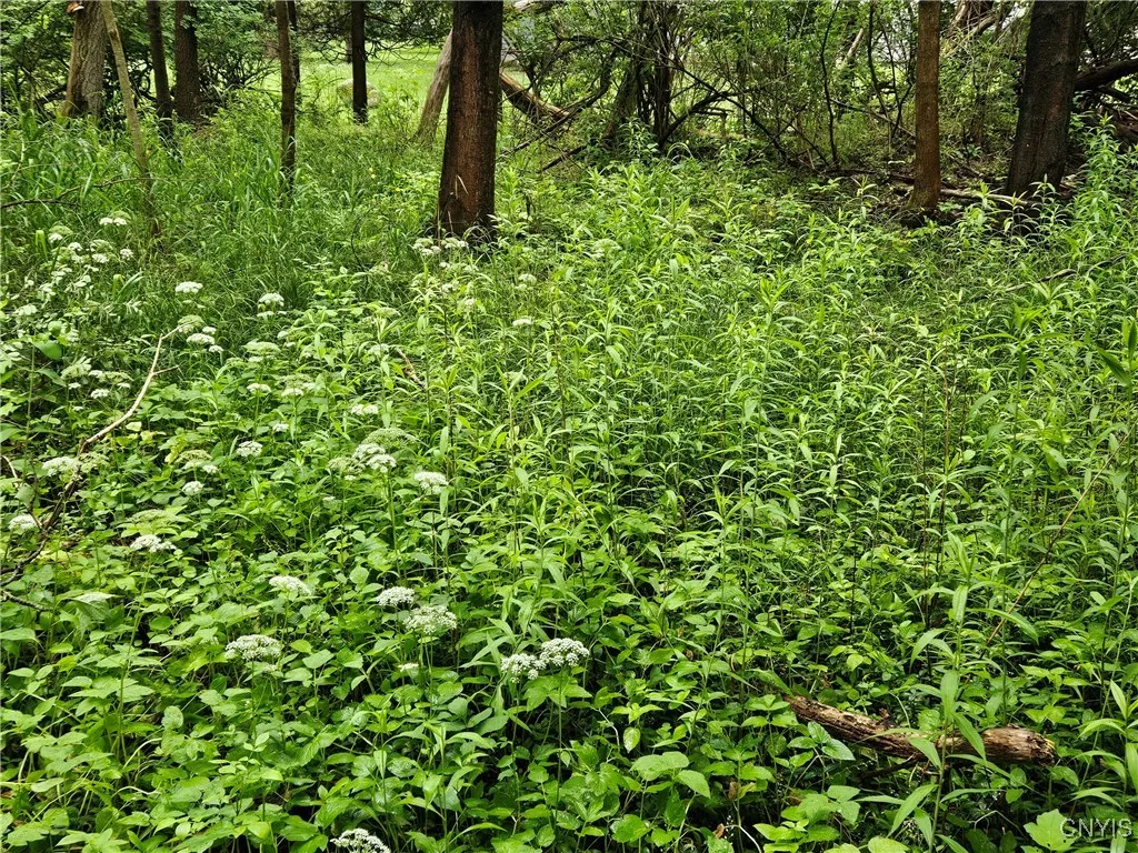56 Myrtle Street, Cazenovia, New York 13035, Cazenovia, New York 13035, ,Land,For Sale,56 Myrtle Street, Cazenovia, New York 13035,0,S1617006