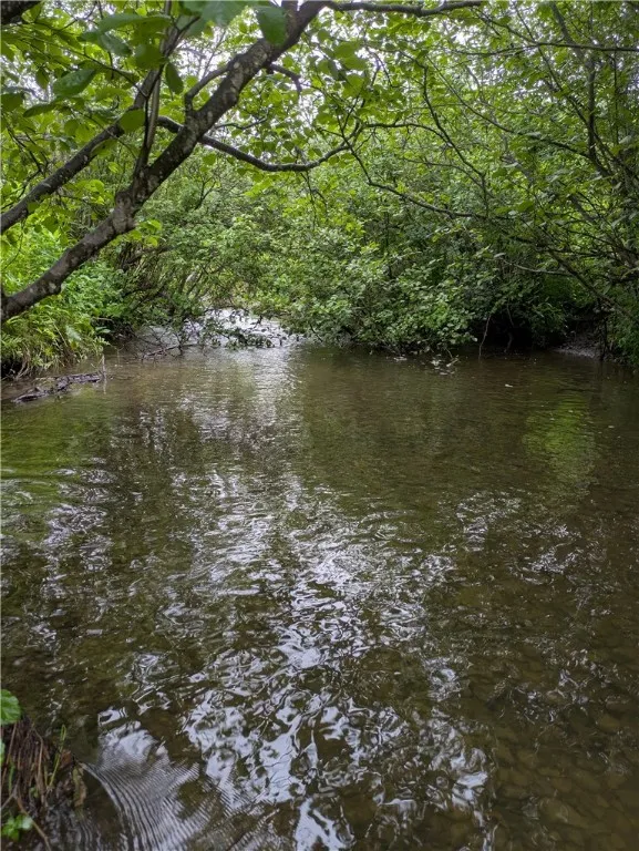 beaver pond