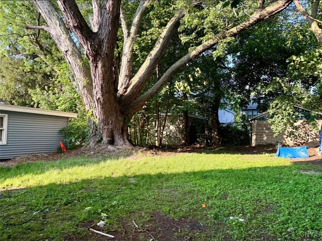 Back Yard
