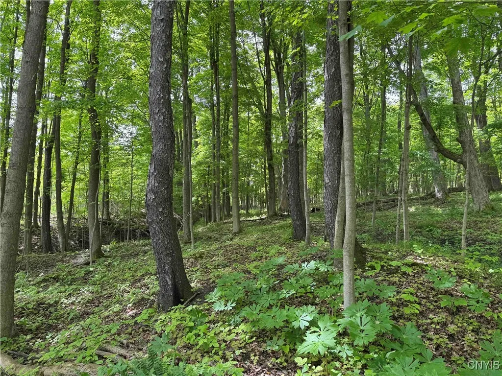 Cr-48, Ellery, New York 14701, Ellery, New York 14701, ,Land,For Sale,Cr-48, Ellery, New York 14701,S1620012