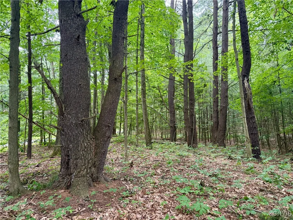 Beck Road, Rome, New York 13308, Rome, New York 13308, ,Land,For Sale,Beck Road, Rome, New York 13308,S1620009
