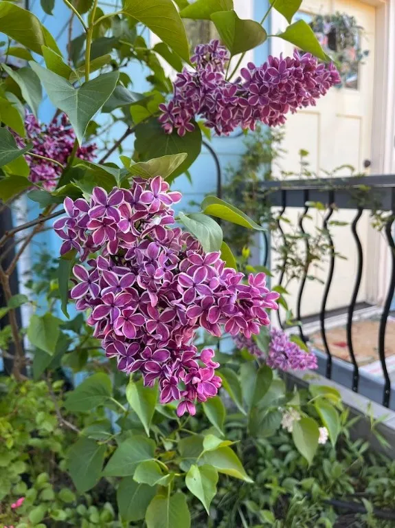 You\'ll have your very own lilacs!