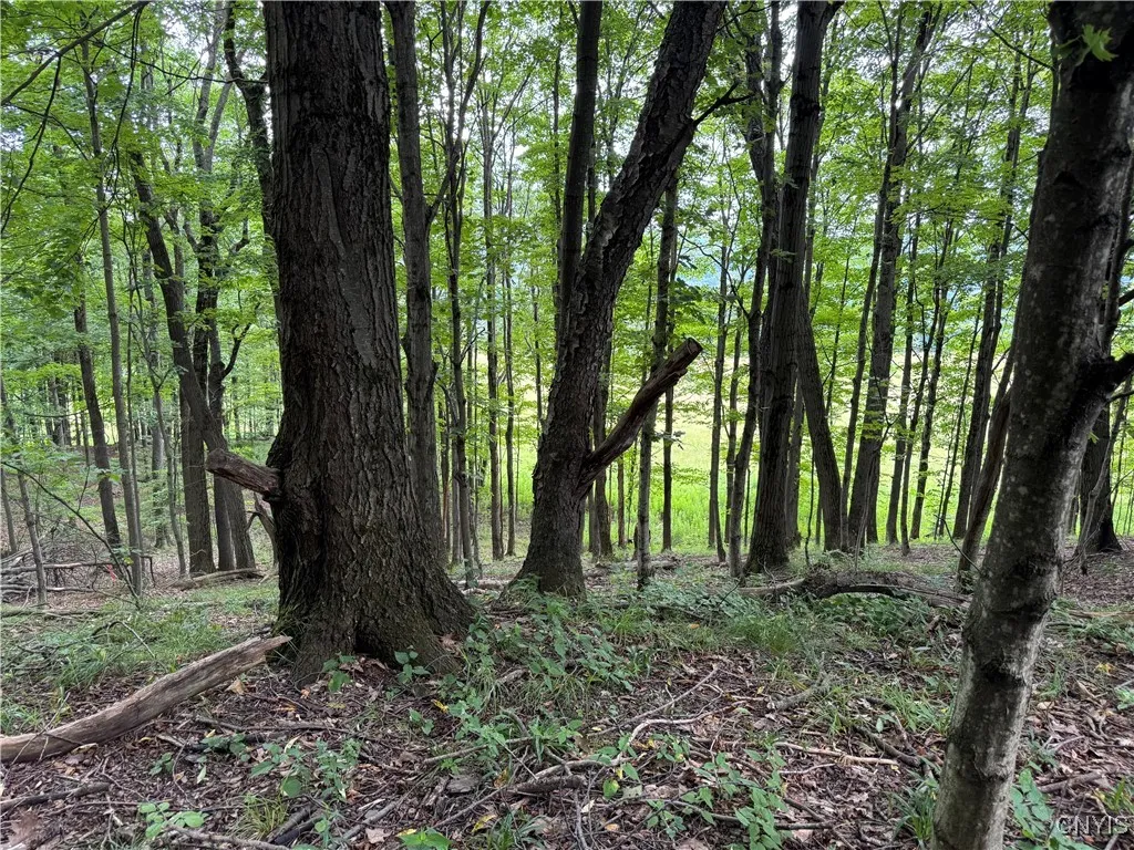 3776 State Highway 80, Sherburne, New York 13460, Sherburne, New York 13460, ,Land,For Sale,3776 State Highway 80, Sherburne, New York 13460,S1621136
