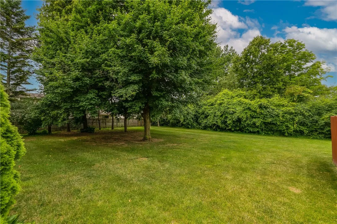 Back yard