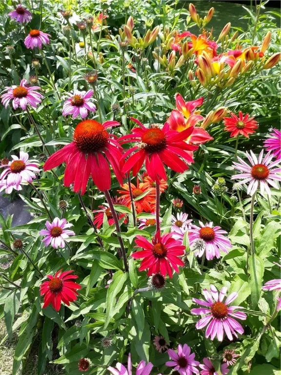 Perennials when in Full Bloom