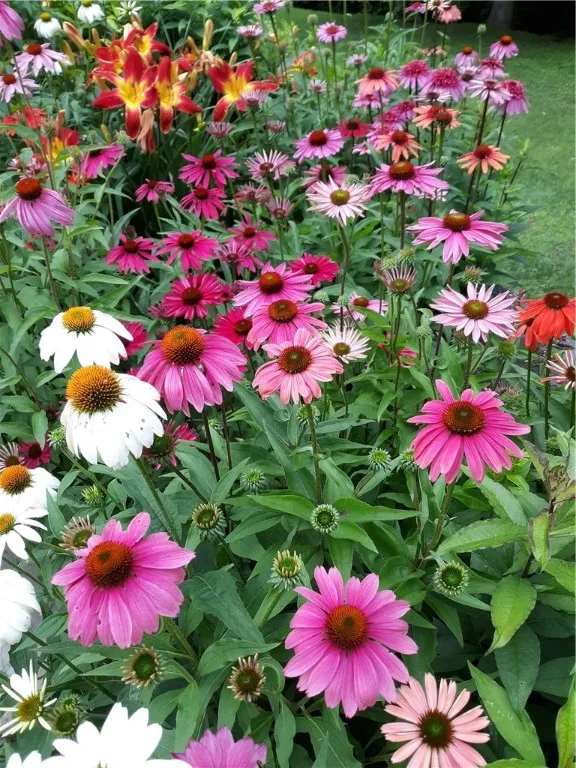 Perennials when in Full Bloom