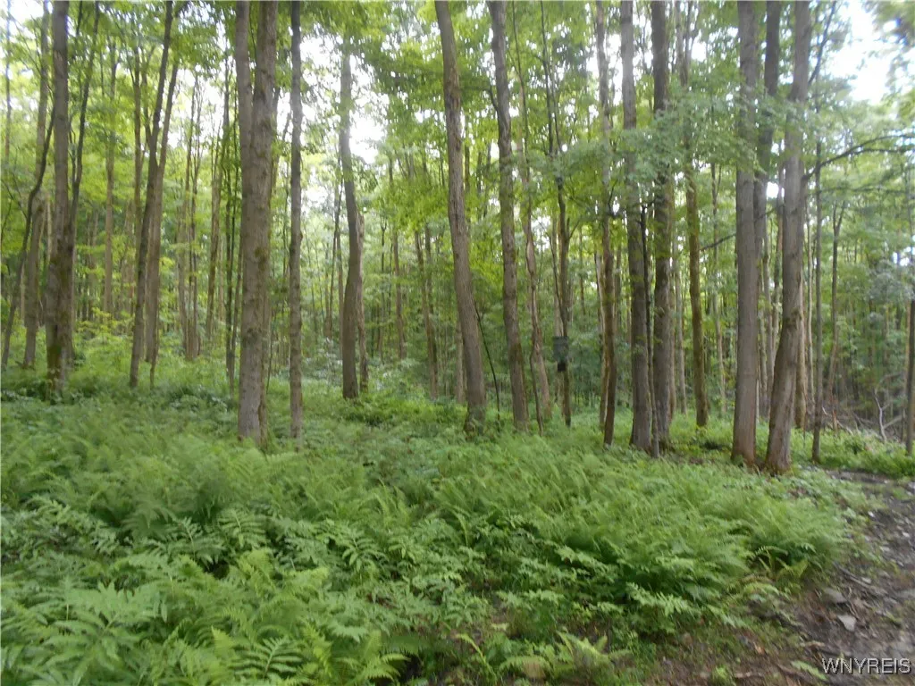 Off Rt-98, Franklinville, New York 14737, Franklinville, New York 14737, ,Land,For Sale,Off Rt-98, Franklinville, New York 14737,B1621188