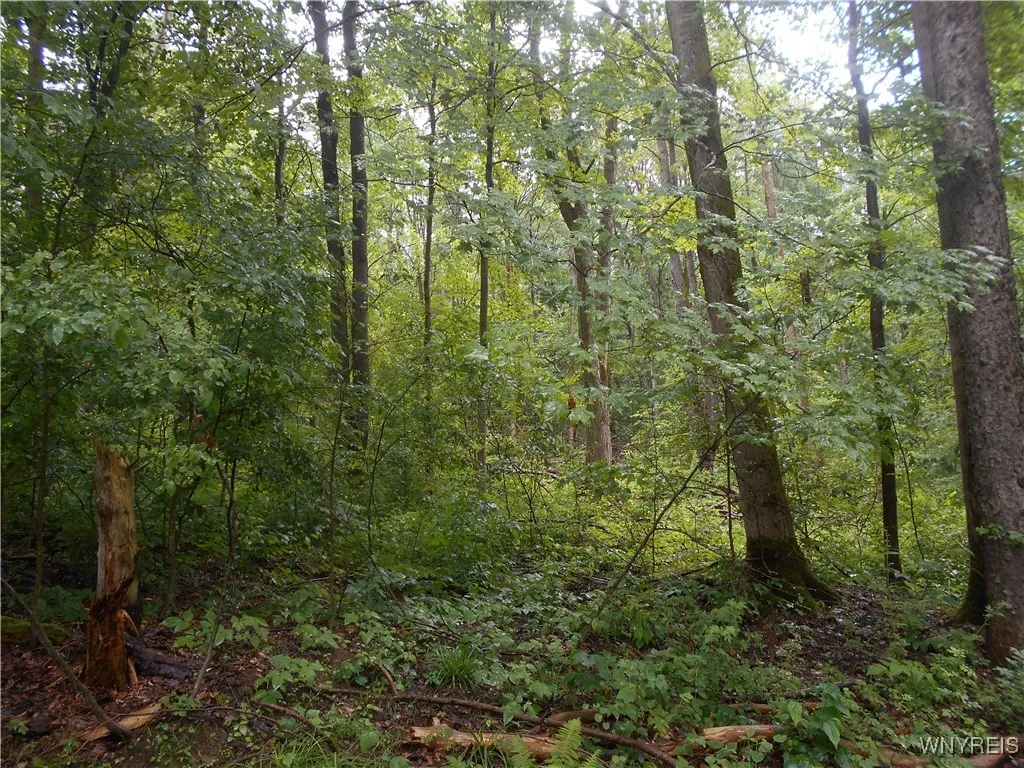Off Rt-98, Franklinville, New York 14737, Franklinville, New York 14737, ,Land,For Sale,Off Rt-98, Franklinville, New York 14737,B1621188