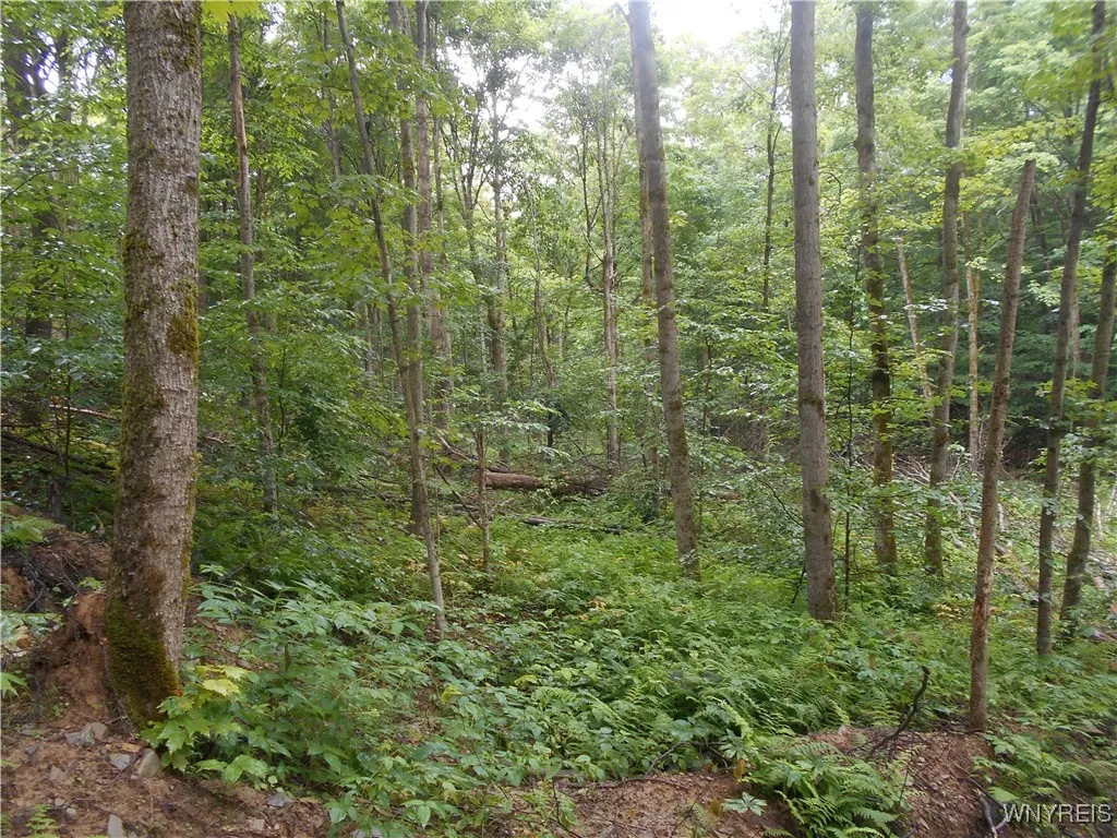 Off Rt-98, Franklinville, New York 14737, Franklinville, New York 14737, ,Land,For Sale,Off Rt-98, Franklinville, New York 14737,B1621188