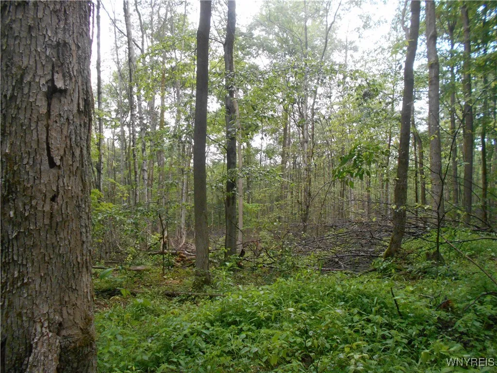 Off Rt-98, Franklinville, New York 14737, Franklinville, New York 14737, ,Land,For Sale,Off Rt-98, Franklinville, New York 14737,B1621188