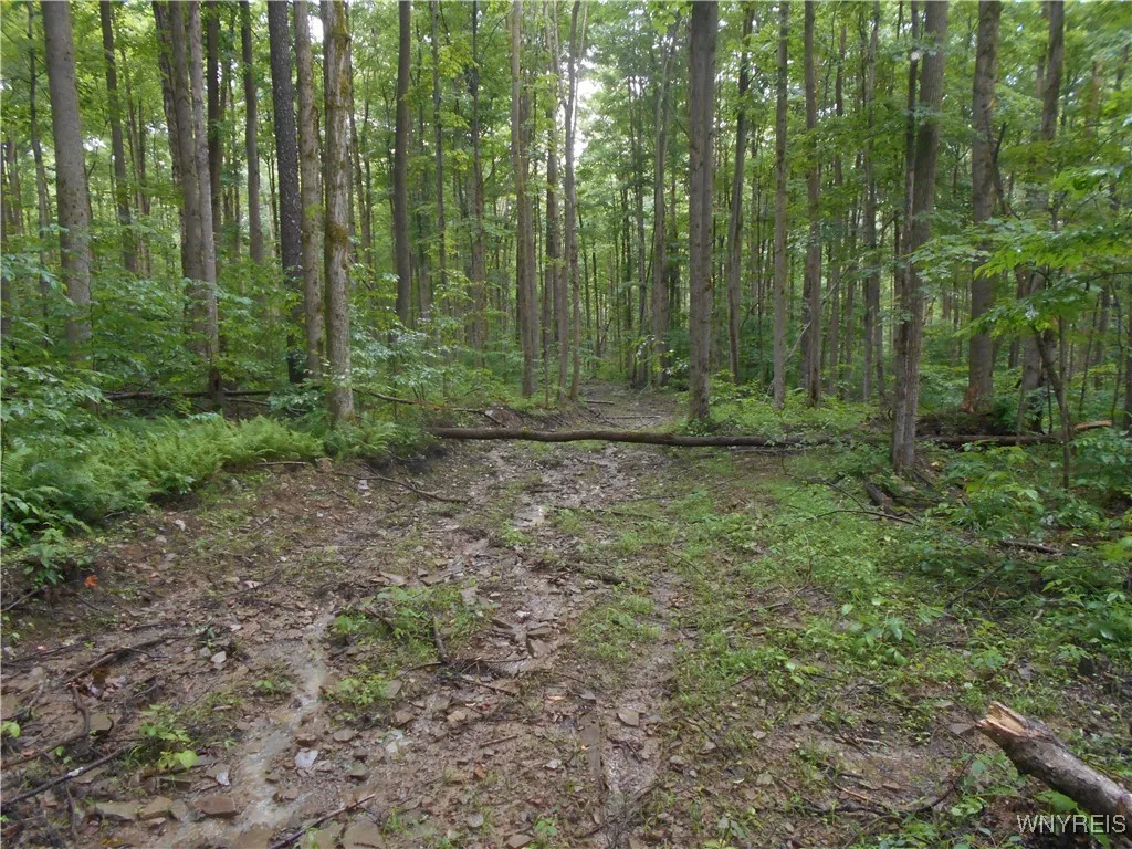 Off Rt-98, Franklinville, New York 14737, Franklinville, New York 14737, ,Land,For Sale,Off Rt-98, Franklinville, New York 14737,B1621188