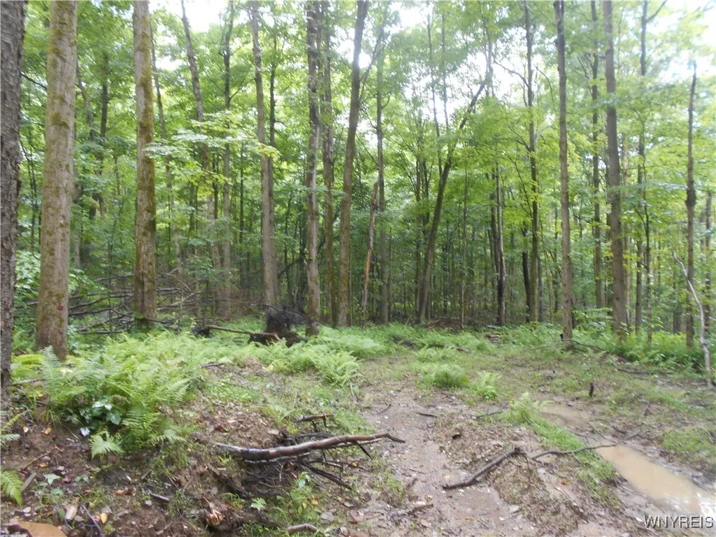 Off Rt-98, Franklinville, New York 14737, Franklinville, New York 14737, ,Land,For Sale,Off Rt-98, Franklinville, New York 14737,B1621188
