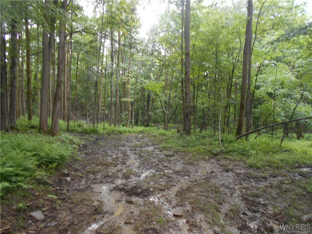 Off Rt-98, Franklinville, New York 14737, Franklinville, New York 14737, ,Land,For Sale,Off Rt-98, Franklinville, New York 14737,B1621188