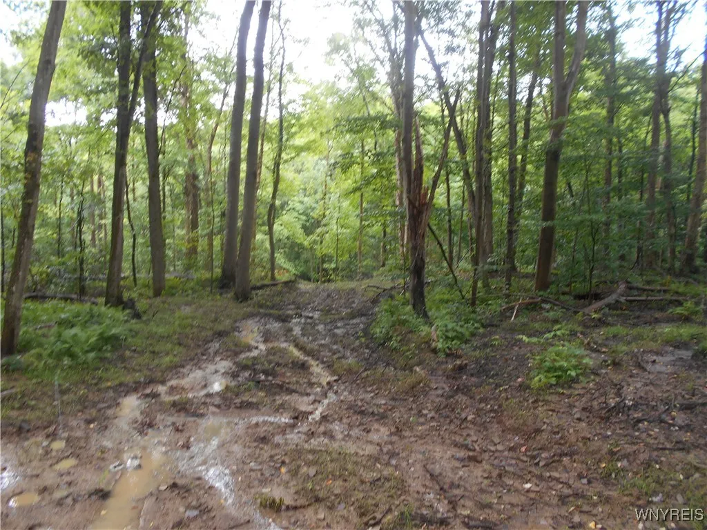 Off Rt-98, Franklinville, New York 14737, Franklinville, New York 14737, ,Land,For Sale,Off Rt-98, Franklinville, New York 14737,B1621188