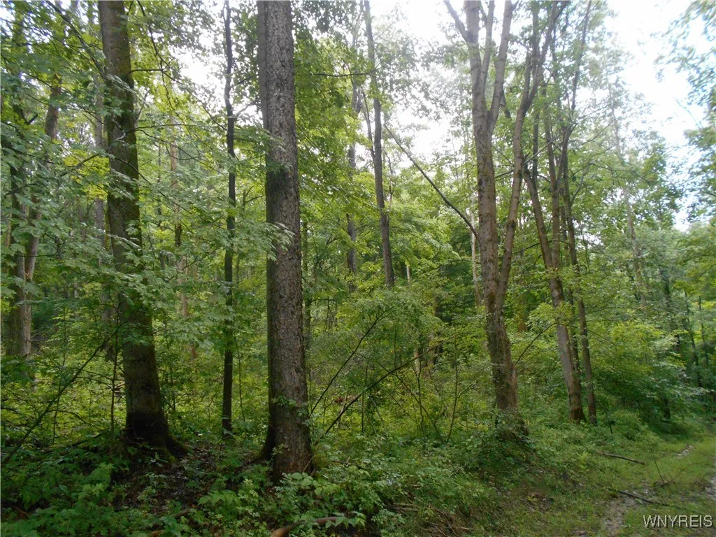 Off Rt-98, Franklinville, New York 14737, Franklinville, New York 14737, ,Land,For Sale,Off Rt-98, Franklinville, New York 14737,B1621188