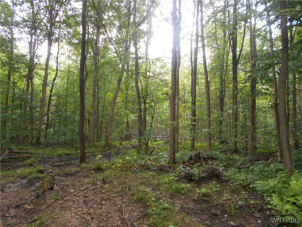 Off Rt-98, Franklinville, New York 14737, Franklinville, New York 14737, ,Land,For Sale,Off Rt-98, Franklinville, New York 14737,B1621188