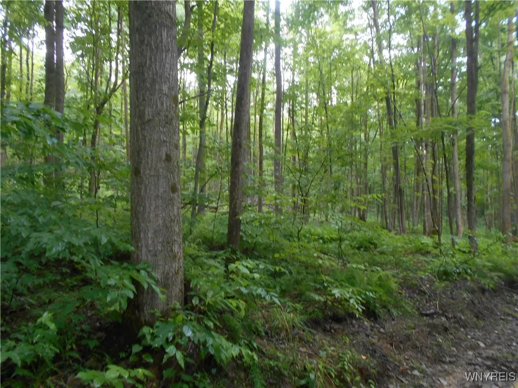Off Rt-98, Franklinville, New York 14737, Franklinville, New York 14737, ,Land,For Sale,Off Rt-98, Franklinville, New York 14737,B1621188