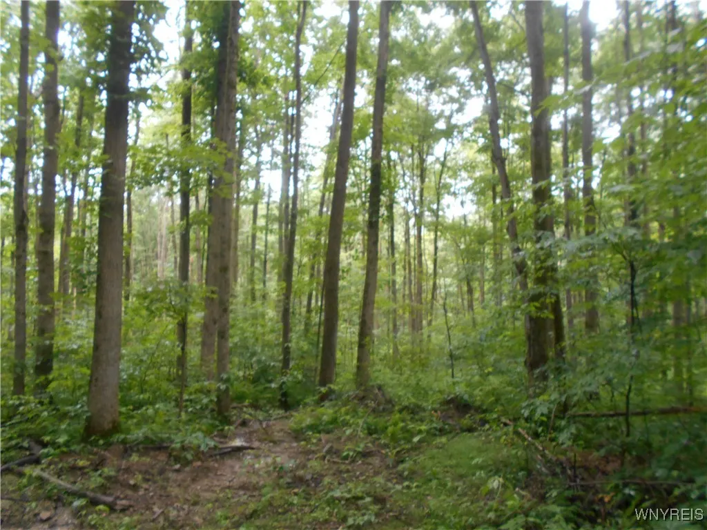 Off Rt-98, Franklinville, New York 14737, Franklinville, New York 14737, ,Land,For Sale,Off Rt-98, Franklinville, New York 14737,B1621188