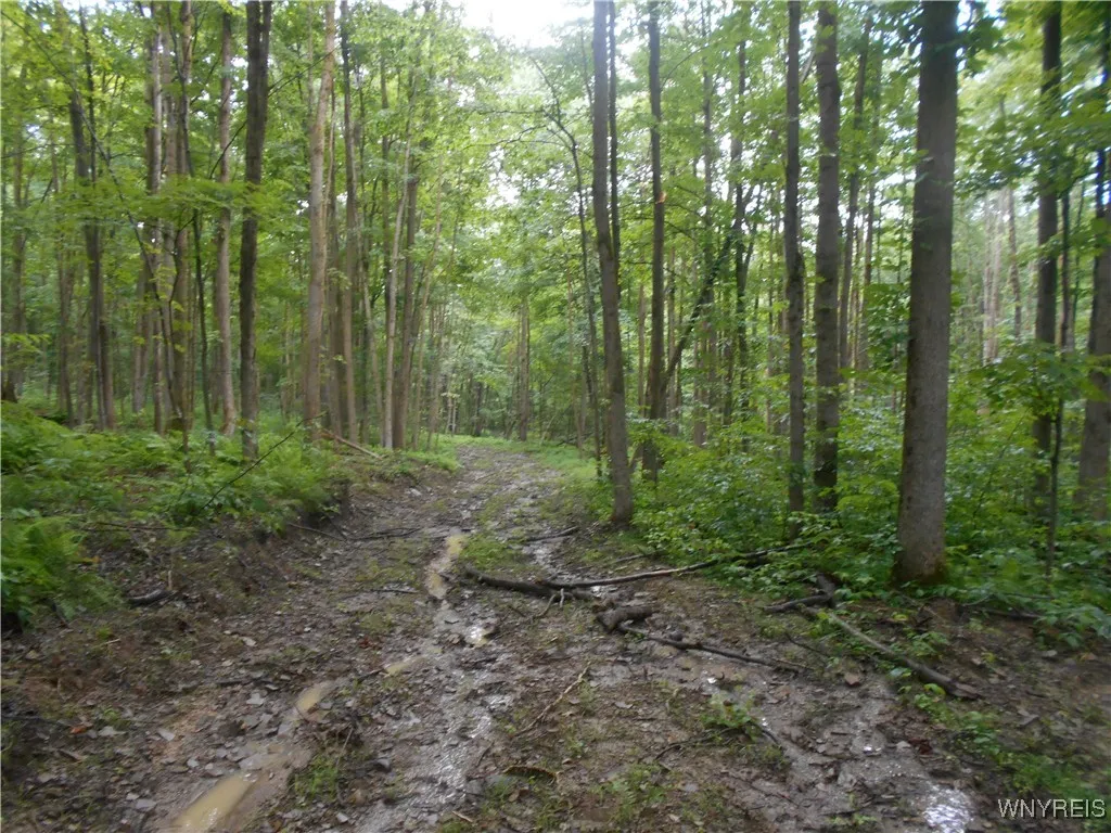 Off Rt-98, Franklinville, New York 14737, Franklinville, New York 14737, ,Land,For Sale,Off Rt-98, Franklinville, New York 14737,B1621188