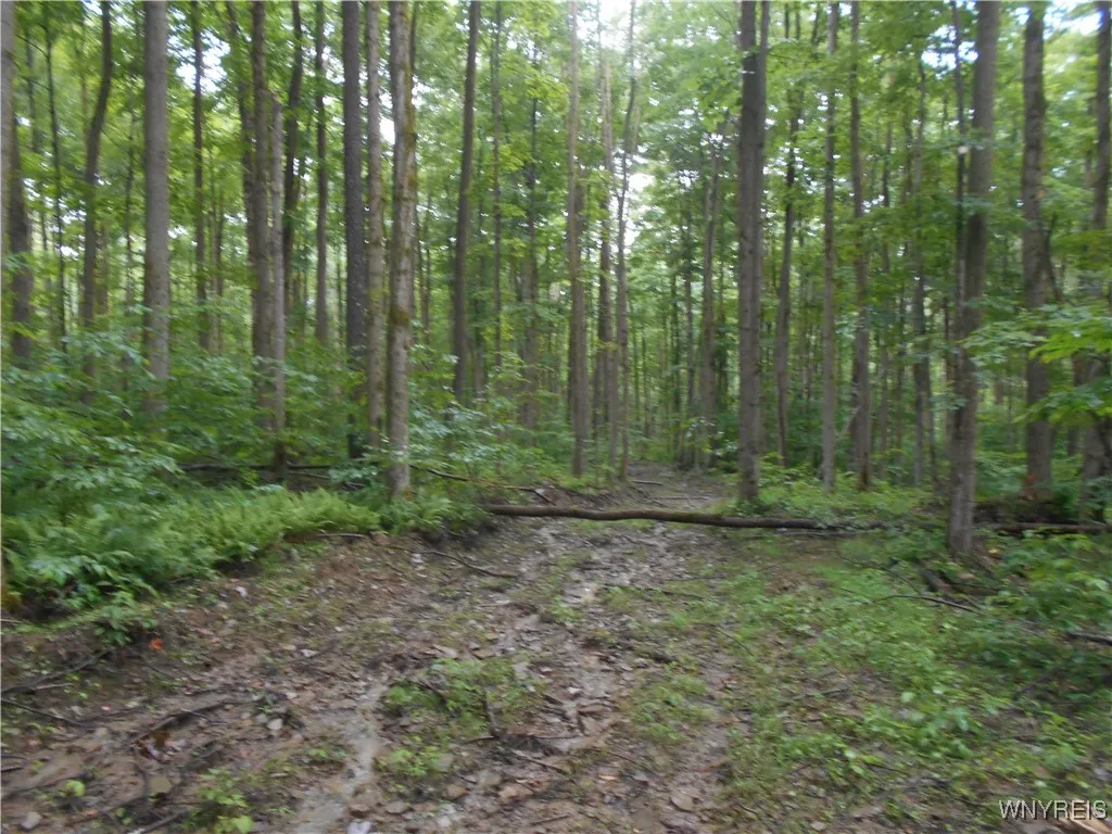 Off Rt-98, Franklinville, New York 14737, Franklinville, New York 14737, ,Land,For Sale,Off Rt-98, Franklinville, New York 14737,B1621188