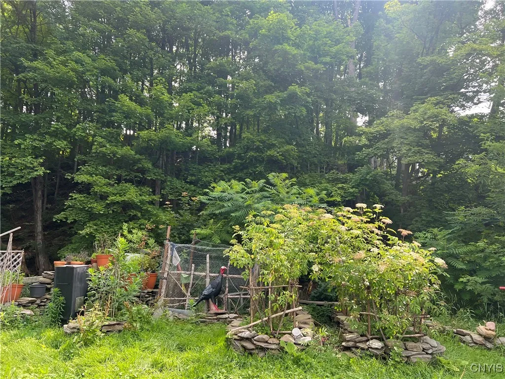 small back yard by creek