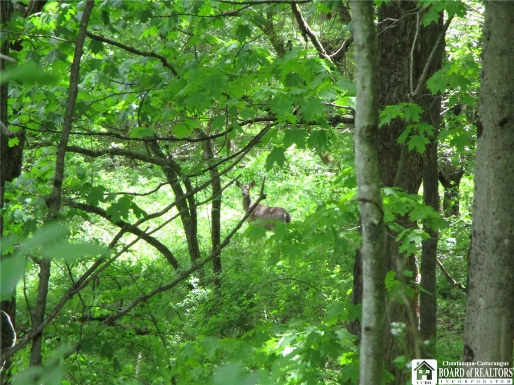 Yankee Road, Ischua, New York 14743, Ischua, New York 14743, ,Land,For Sale,Yankee Road, Ischua, New York 14743,R1622089