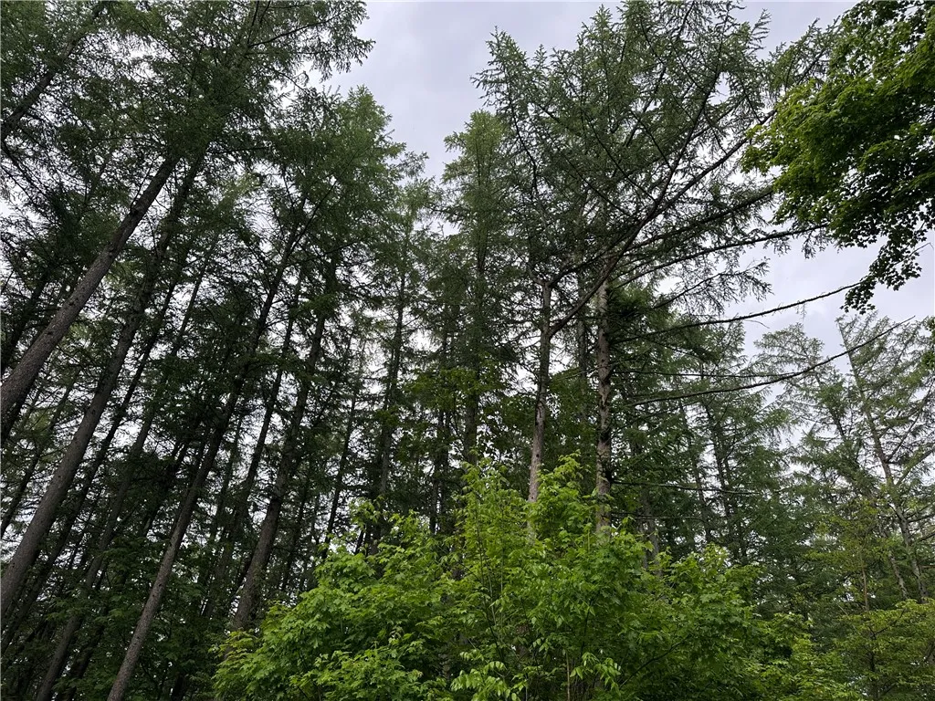 7739 Monihan Road, Wirt, New York 14739, Wirt, New York 14739, 5 Bedrooms Bedrooms, ,1 BathroomBathrooms,Land,For Sale,7739 Monihan Road, Wirt, New York 14739,R1622592
