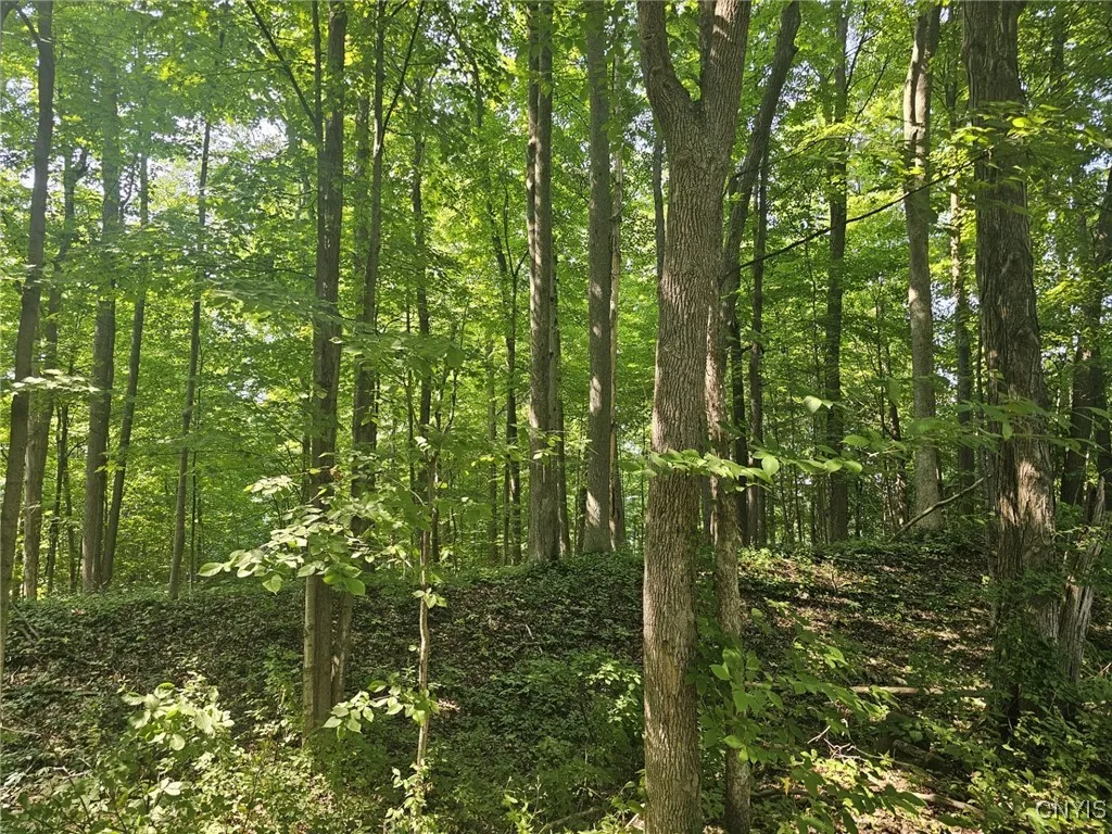 Clinton Road, Brutus, New York 13166, Brutus, New York 13166, ,Land,For Sale,Clinton Road, Brutus, New York 13166,0,S1622869