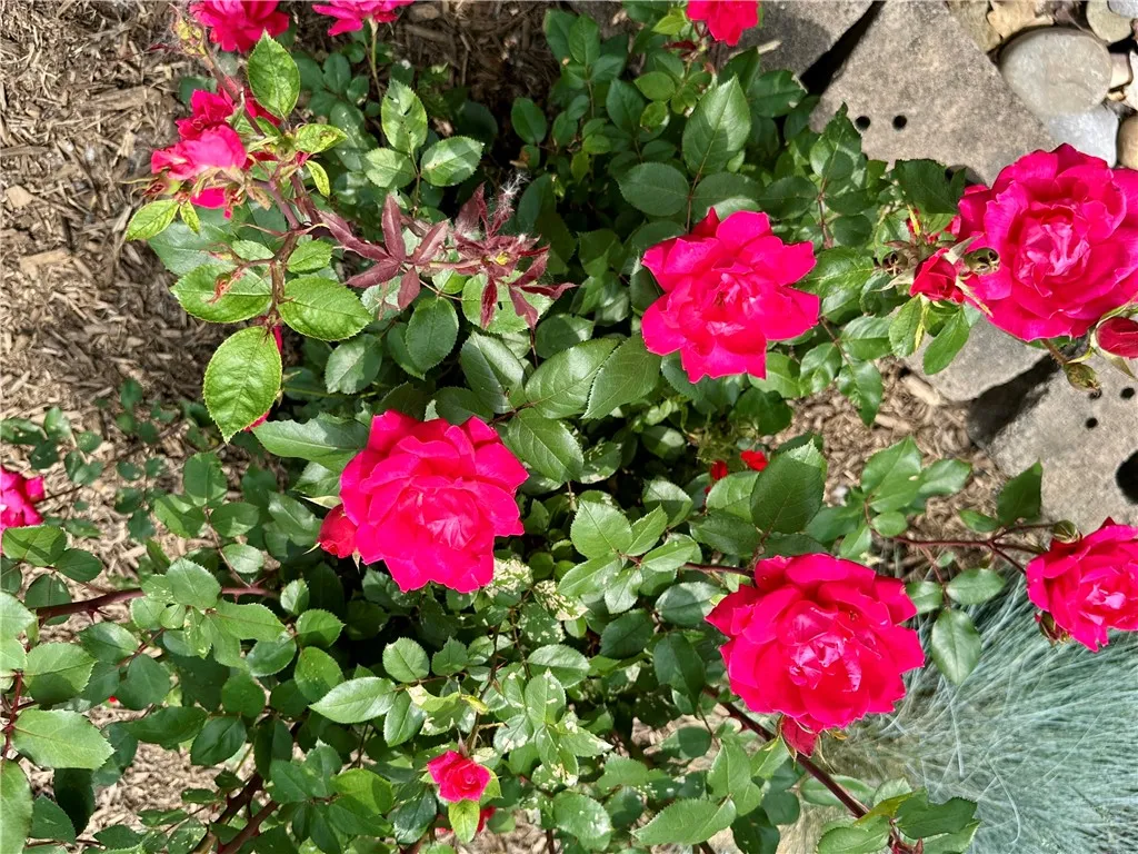 Beautiful Perennials